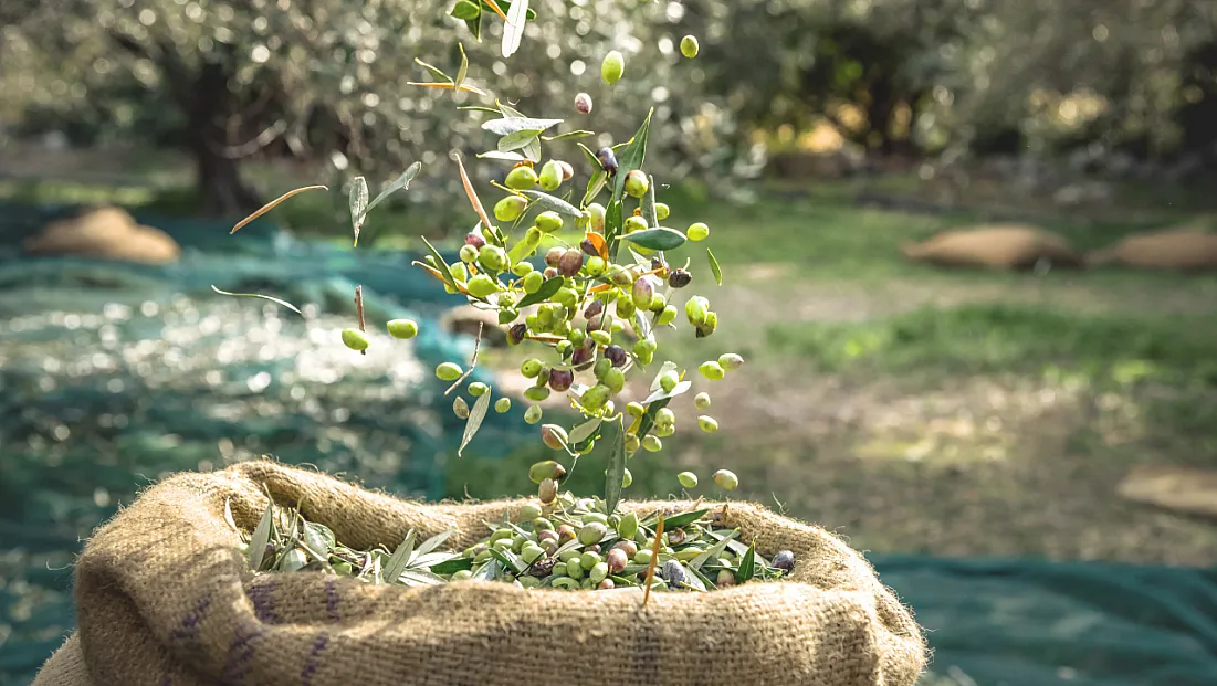 Bin Yıllık Zeytin Mirası Objektiflerde Hayat Buluyor