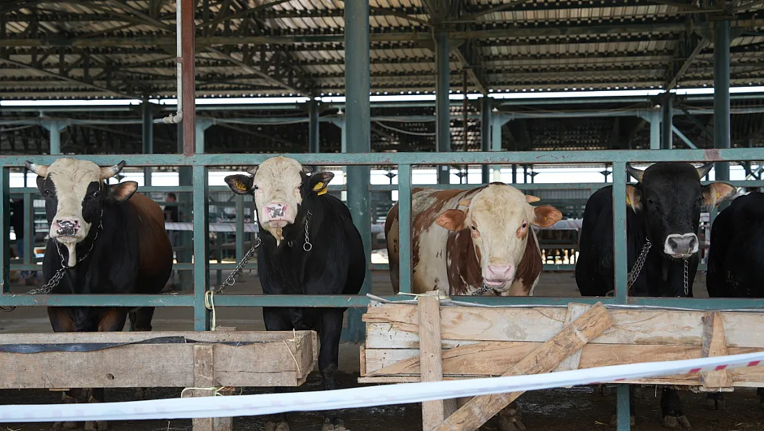 Hayvan Pazarı Yeniden Açıldı