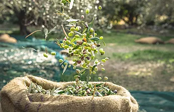 Bin Yıllık Zeytin Mirası Objektiflerde Hayat Buluyor