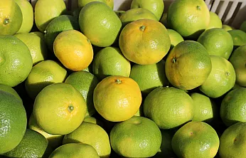 Mandalina ihracatı 615 milyon dolarla rekor kırdı