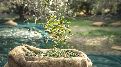 Bin Yıllık Zeytin Mirası Objektiflerde Hayat Buluyor