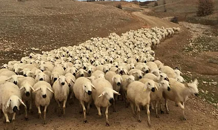 Depremzede Çiftçilere 600 Bin TL Ahır ve Samanlık Kredisi