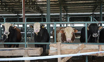 Hayvan Pazarı Yeniden Açıldı