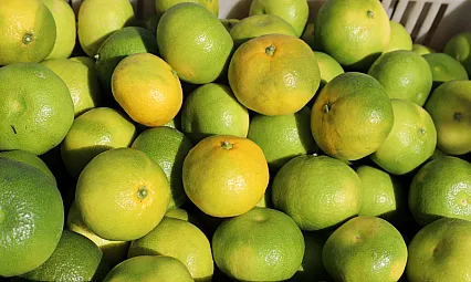 Mandalina ihracatı 615 milyon dolarla rekor kırdı