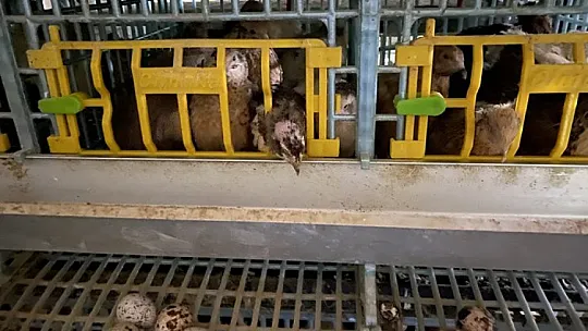 Genç Girişimciden Organik, Tavuk ve Bıldırcın Yumurtası Üretimi