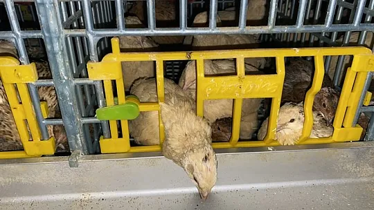 Genç Girişimciden Organik, Tavuk ve Bıldırcın Yumurtası Üretimi