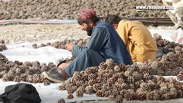 Çin'de canlı yayında 9.4 milyon dolarlık Afgan fıstığı satıldı