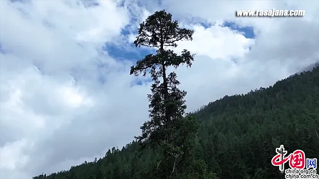Çin'deki en uzun ağacın boyu 83,4 metre olarak ölçüldü