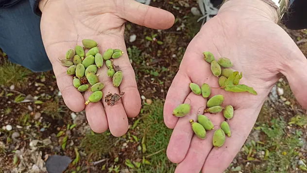 Malatya'nın Lokomotifi Kayısı Doluya Yenik Düştü