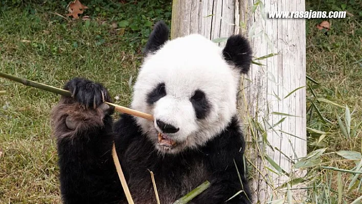 ABD'de 20 yıl yaşayan dişi panda Ya Ya, Çin'e döndü