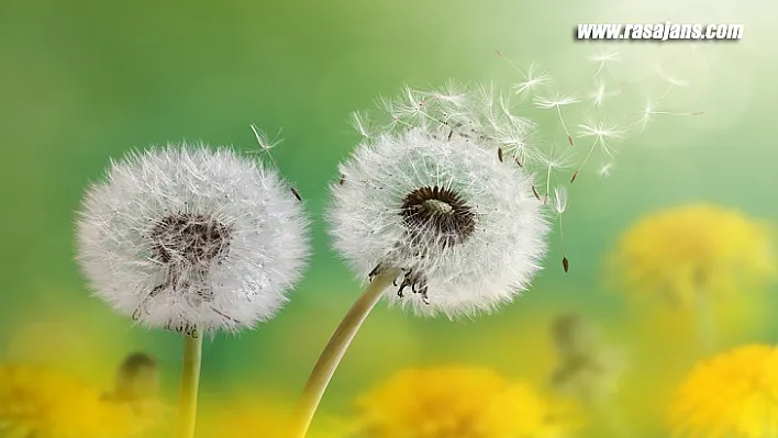 Bahar Alerjisine Karşı 8 Etkili Yöntem!