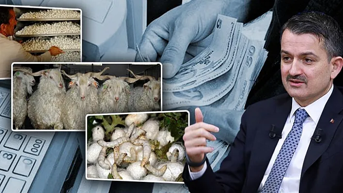 Bakan Pakdemirli İpekböceği Ve Tiftik Desteklemeleri Ödemelerine Başlıyoruz