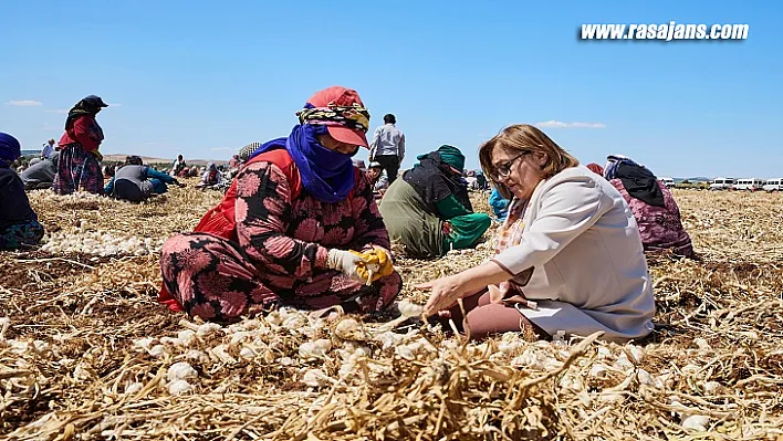 Başkan Şahin Sarımsak Tarlasında Hasada Katıldı