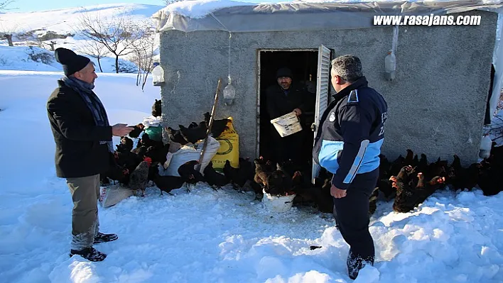 Battalgazi Belediyesi Ekipleri 'Tavukları' Telef Olmaktan Kurtardı
