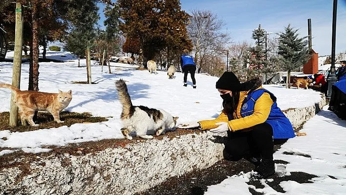 Battalgazi Belediyesi Sahipsiz Sokak Hayvanlarını Unutmuyor