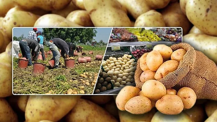 Belediyeler Üreticiden Patates Alacak