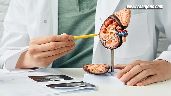 Böbrek Kanseri Riskini Artıran 8 Önemli Neden