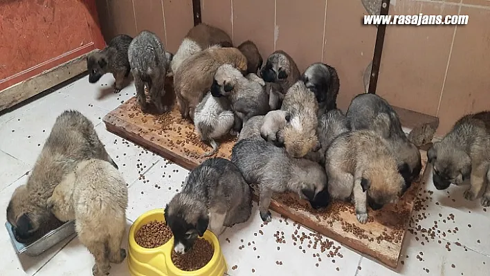 Büyükşehir Donmak Üzere Olan 63 Yavru Köpeği Son Anda Ölümden Kurtardı