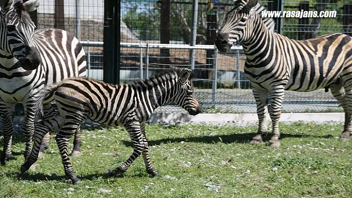 Büyükşehir Hayvanat Bahçesi'nde Yeni Doğan Zebra İlgi Odağı Oldu