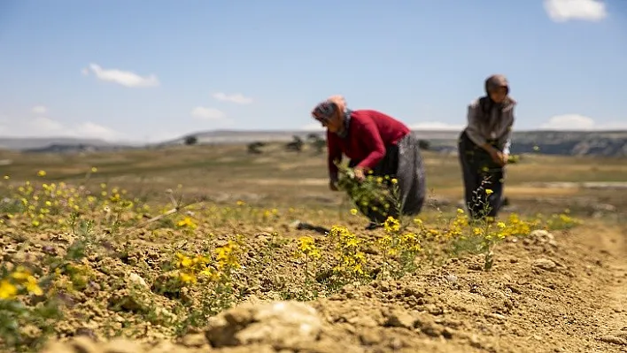 Büyükşehir'in Tarıma Destekleri Çiçek Açıyor, Üreticinin Yüzü Gülüyor