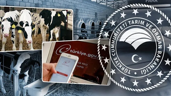 Buzağı Destek Başvuru Ödemeleri E-Devlet Üzerinden Yapılabilecek