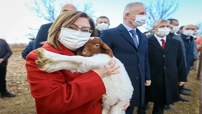 Çiftçilere Yönelik Küçükbaş Hayvan Desteği Başladı