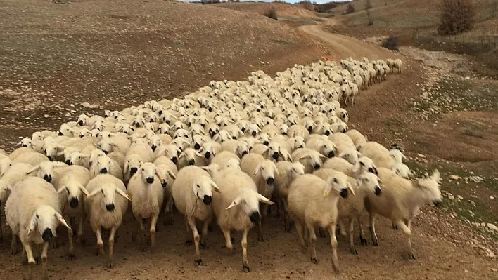 Depremzede Çiftçilere 600 Bin TL Ahır ve Samanlık Kredisi