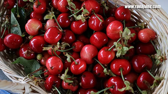 Dünya'nın kirazı Kemalpaşa'dan gidecek