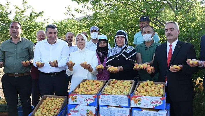 Dünyanın kayısı başkent'inde hasat başladı