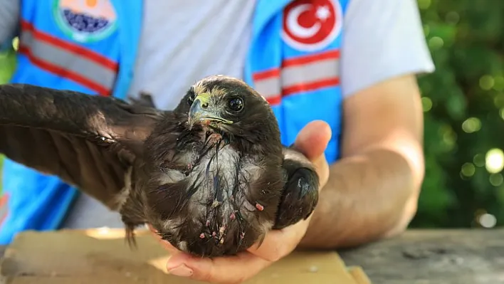 Gölbaşı Belediyesi Ekipleri Buldukları Şahin'in hayatını kurtardı…