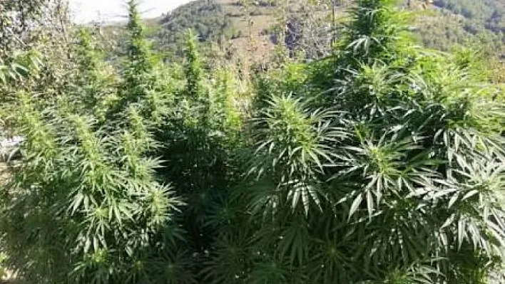 Hatunsuyu'nda Yasadışı Kenevir Ekimine Jandarma Baskını