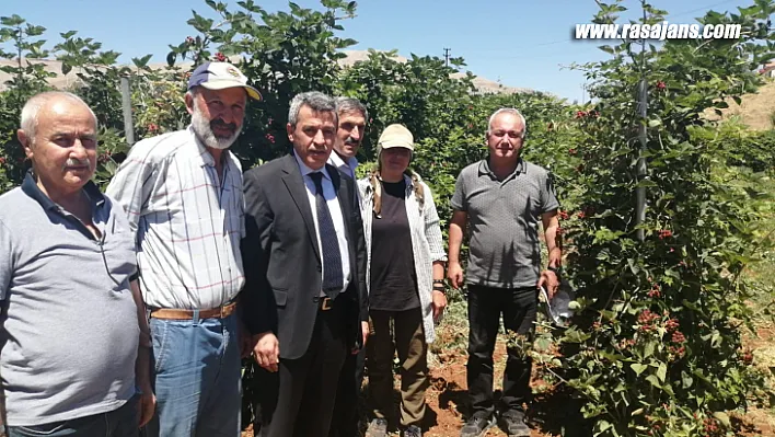 İl Müdürü Macit'den en büyük böğürtlen bahçesi ziyaret