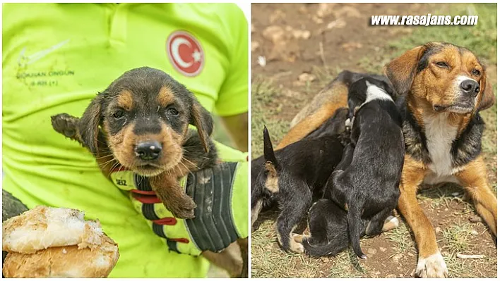 İtfaiye Ekipleri Çukura Düşen Yavru Köpeği Kurtardı