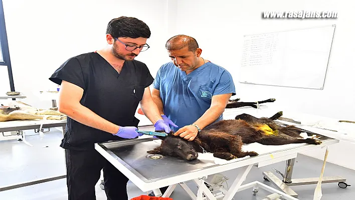 İzmir'de bir yılda 25 bin kedi ve köpek kısırlaştırıldı
