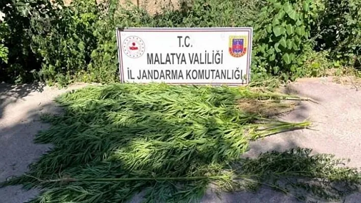Jandarma'dan Yasadışı Kenevir Ekimine Suçüstü