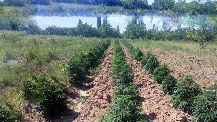 Jandarma'dan Yazıhan'da Kaçak Kenevir Operasyonu