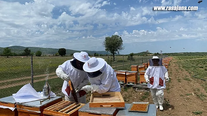 Kadınlar İlk Mahsul Polenleri Aldı