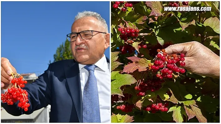 Kayseri'nin Kırmızı Altını Gilaburu'da Hasat Başladı