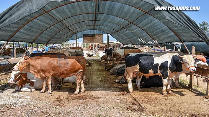 Kepez'in Kurban Pazarında Satışlar Başladı