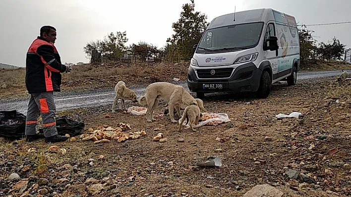 Kısıtlama Günlerinde Sokak Hayvanları Unutulmadı