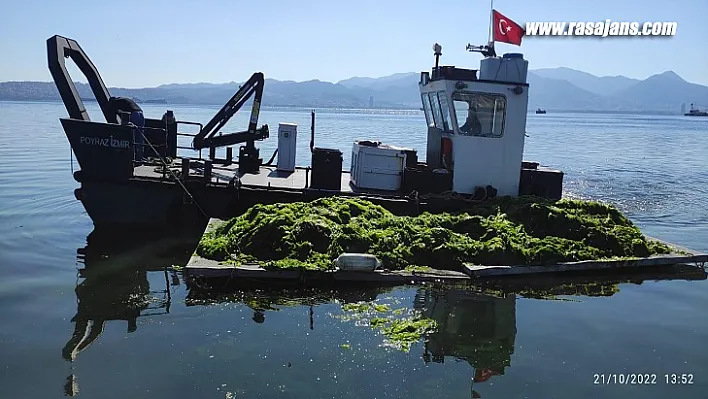 Körfez'de oluşan deniz marulları temizleniyor