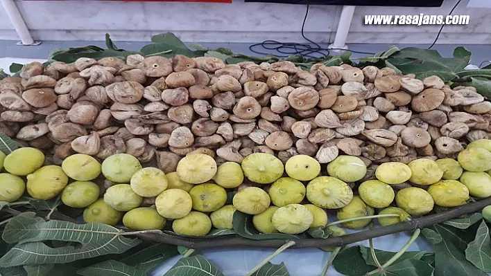 Kuru incirin ihracat yolculuğu 7 Ekim'de başlıyor