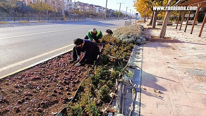 Lale Ve Sümbül Soğanları Toprakla Buluştu