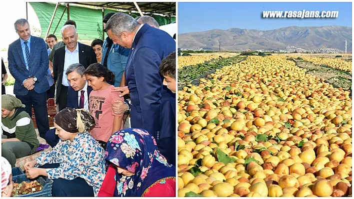 Malatya'da Kayısı Hasadı Başladı