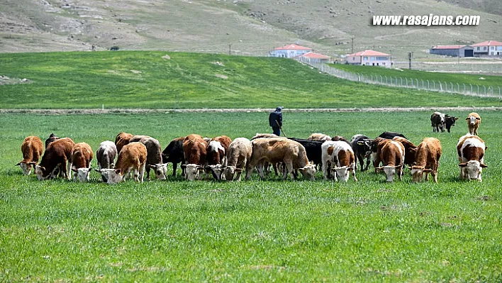 Mansur Yavaş Duyurdu: Şimdi De Hayvancılık Yapan Çiftçilere Sıvat Desteği