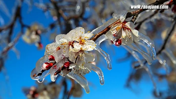 Meteoroloji'den Zirai Don Uyarısı
