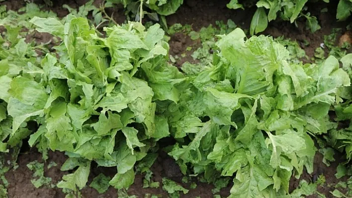 Niğde'de dolu tarım arazilerine zarar verdi