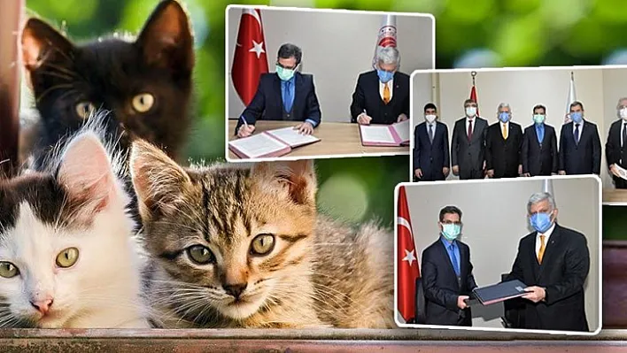 Sahipli Kedi Ve Köpeklerin Kimliklendirilmesi Zorunlu Olacak