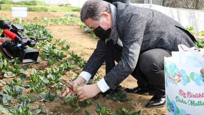 Seralarda yetişen sebzeler ihtiyaç sahiplerine ulaştırılıyor