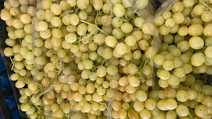 Superior Seedless Çeşidi Sofralık Üzümün ihracat yolculuğu başladı